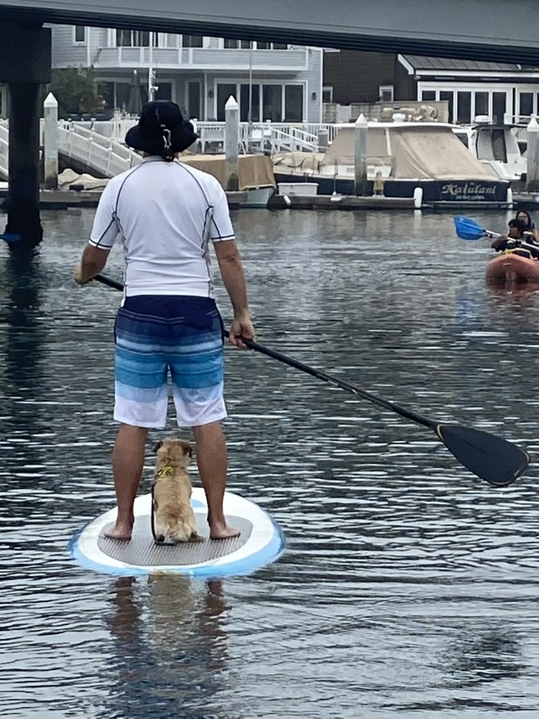 Doggy paddle – Learn With Vivian